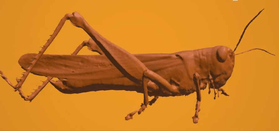 3D Anatomical & Scientific Visualization Rig - Schistocerca Gregaria